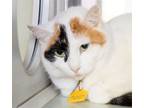 Adopt SQUIGGLE a Domestic Short Hair