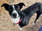 Adopt VICKY a Border Collie, Mixed Breed