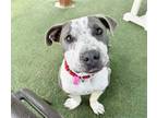 Adopt BERTHA a Pit Bull Terrier