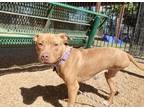 Adopt DORY a Pit Bull Terrier