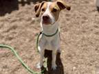 Adopt SISSY a Foxhound, Mixed Breed