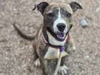 Adopt BOBBY a Pit Bull Terrier