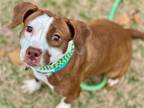 Adopt GINGERBREAD a Pit Bull Terrier