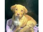Adopt Gidget a Black Mouth Cur, Mixed Breed