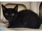 Adopt OLIVE a Domestic Short Hair