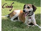 Adopt Cindy a Hound, Mixed Breed