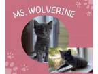 Adopt Ms. Wolverine a Domestic Short Hair