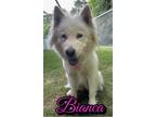 Adopt Bianca a Siberian Husky, Mixed Breed