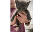 Adopt OMELETTE a Domestic Short Hair