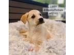 Adopt Libby a Labrador Retriever, Husky