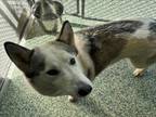 Adopt BELLA a Siberian Husky, Mixed Breed