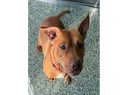 Adopt ISABELLA a Pit Bull Terrier
