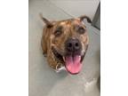 Adopt SEVEN a Pit Bull Terrier, Mixed Breed