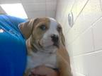 Adopt A410759 a Pit Bull Terrier