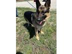 Adopt Mags a German Shepherd Dog, Mixed Breed
