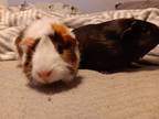 Adopt Betty & Boop a Guinea Pig