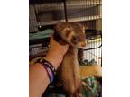 Adopt Snickers a Ferret