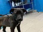 Adopt COLETTE a Pit Bull Terrier, Mixed Breed
