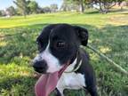 Adopt OLIVE a Pit Bull Terrier, Mixed Breed