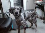 Adopt SEIRI a German Wirehaired Pointer, Mixed Breed