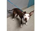 Adopt GRETCHEN a Pit Bull Terrier, Mixed Breed