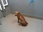 Adopt GORDA a Pit Bull Terrier