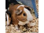 Adopt BIG DEBBIE a Guinea Pig