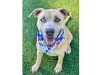 Adopt SUNNY a Pit Bull Terrier, Mixed Breed