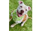 Adopt LILY a Pit Bull Terrier