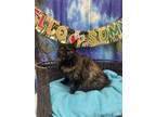 Adopt SNICKERS a Domestic Long Hair