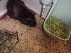 Adopt OREO a Guinea Pig