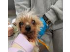Adopt Reeses a Yorkshire Terrier, Mixed Breed