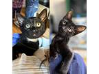 Adopt Remy & Templeton a Domestic Short Hair