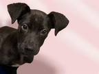 Adopt JESS a Pit Bull Terrier, Mixed Breed