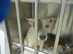 Adopt A432756 a Terrier