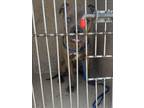 Adopt ZEBORA a Pit Bull Terrier, Mixed Breed