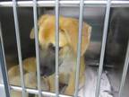 Adopt A432524 a Black Mouth Cur, Mixed Breed