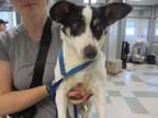 Adopt A432492 a Parson Russell Terrier, Mixed Breed