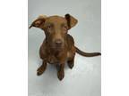 Adopt Brandy a Chocolate Labrador Retriever, Mixed Breed