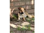 Adopt Penny a Mixed Breed