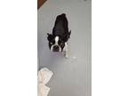 Adopt Beverly a Boston Terrier