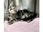 Adopt Pinkberry a Domestic Short Hair