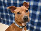 Adopt Merida a Pit Bull Terrier, Mixed Breed