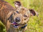 Adopt Ember a Pit Bull Terrier