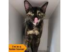 Adopt Confection a Domestic Short Hair