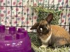 Adopt MARIGOLD a Bunny Rabbit