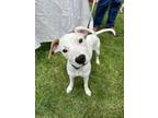 Adopt Jelly Bean - Local Puppy a Pit Bull Terrier, Beagle