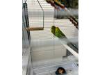 Adopt PAM a Parakeet (Other)