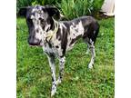 Adopt MISTY THE MAGNIFICENT a Great Dane