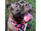 Adopt Stacy a Mixed Breed